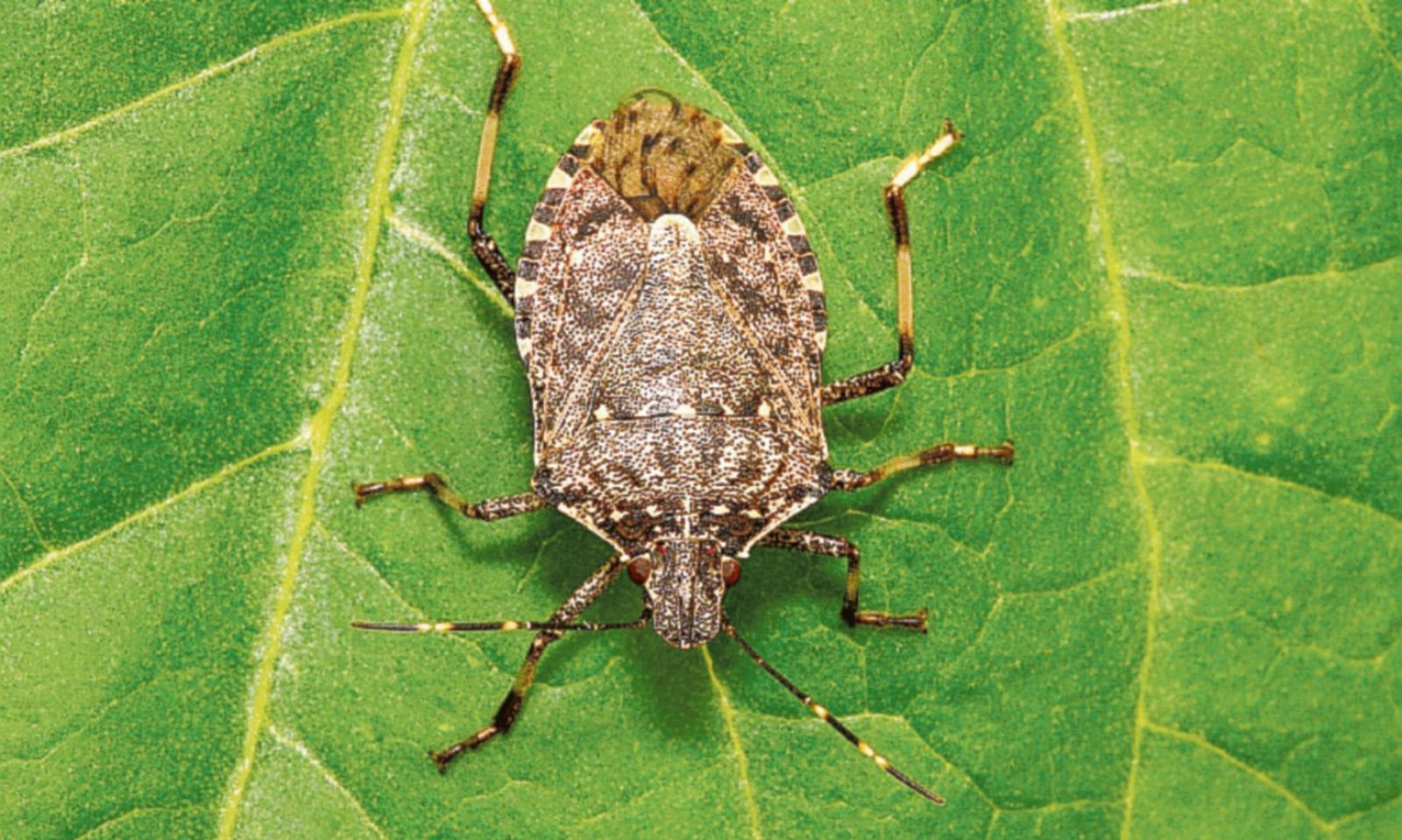 Aiuti per salvare i frutteti dalle voraci cimici asiatiche