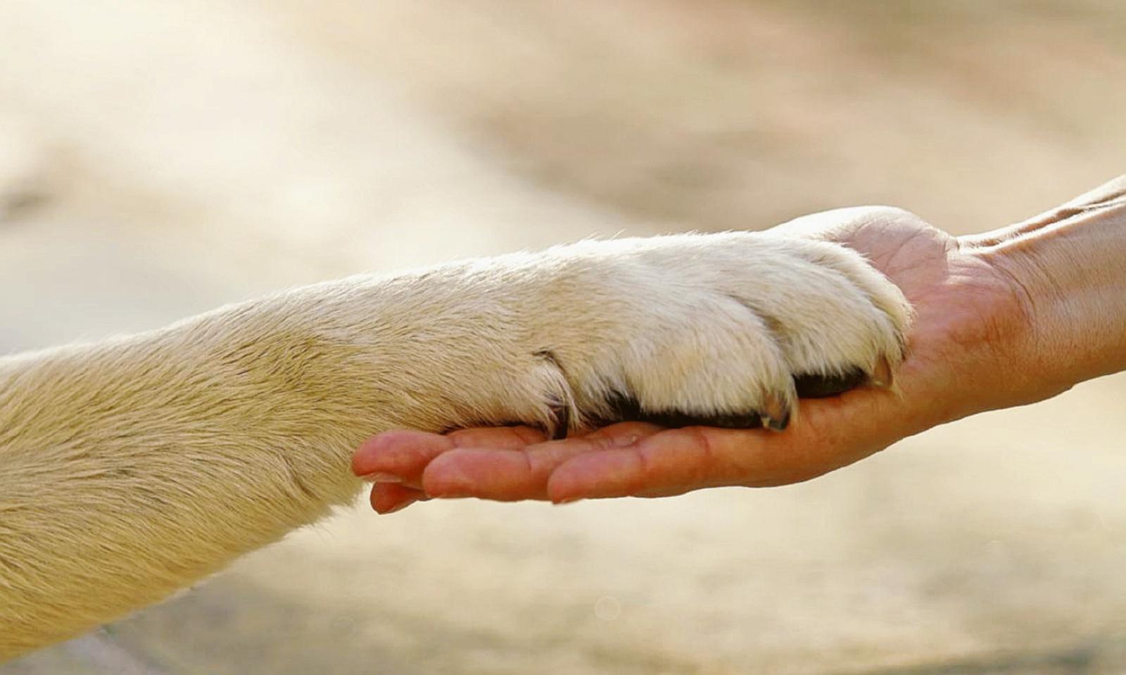 Dissequestro: il cane torna a casa