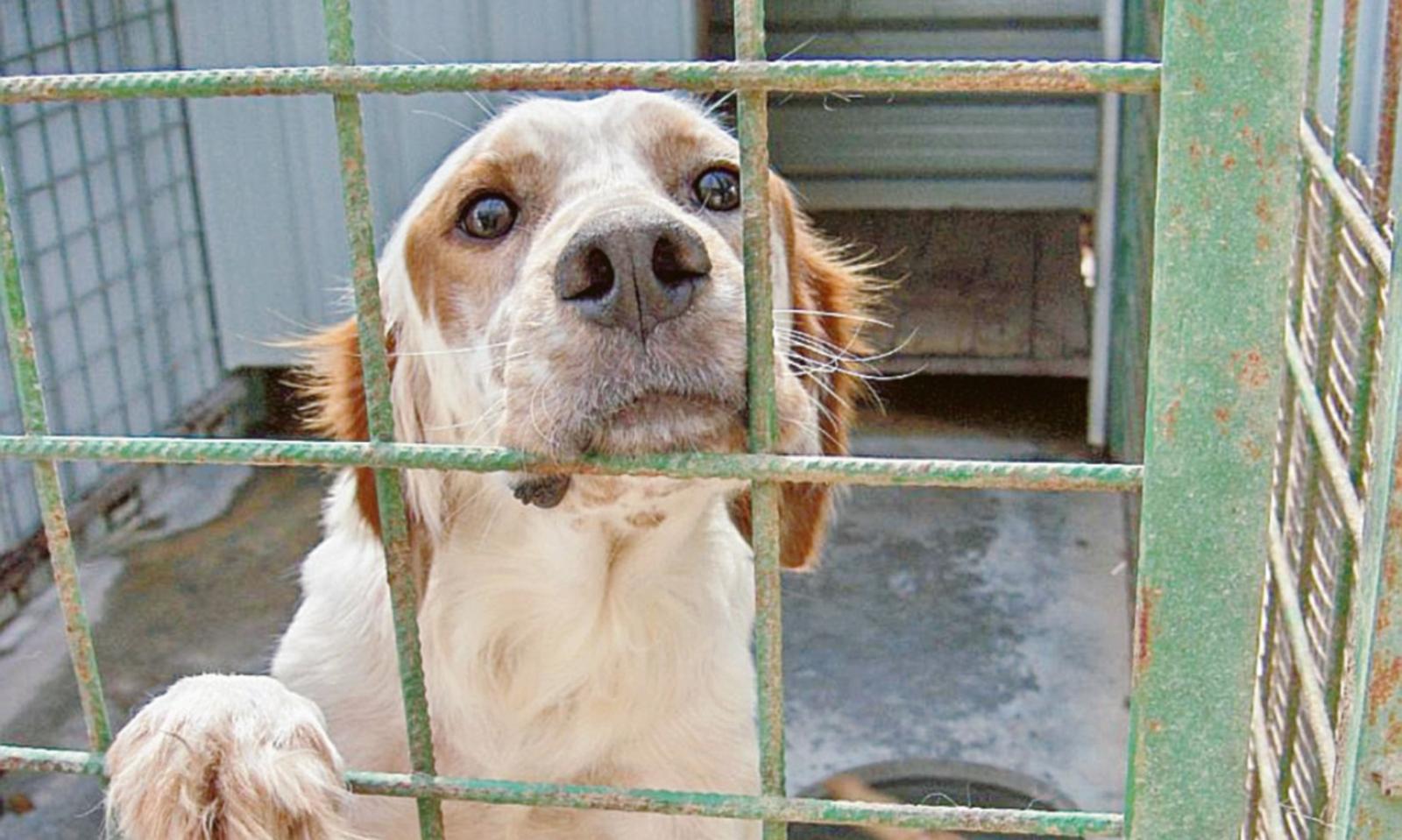 Poco personale, l'Ulss esternalizza il canile