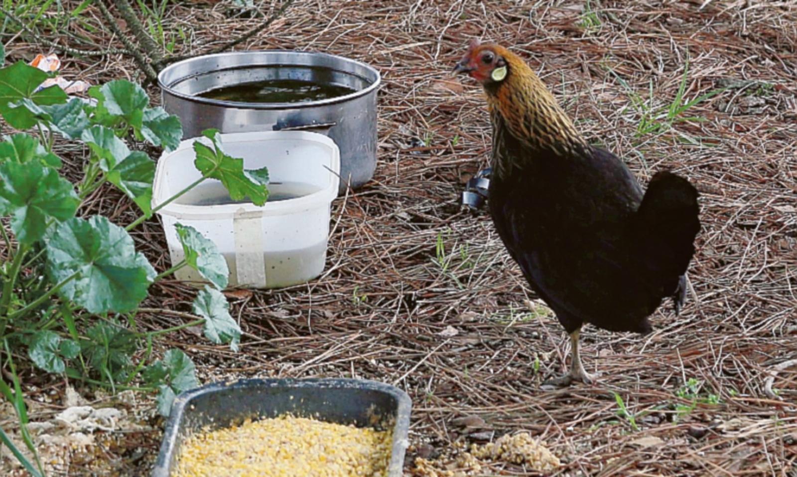 La mascotte di San Pio X &egrave; una gallina