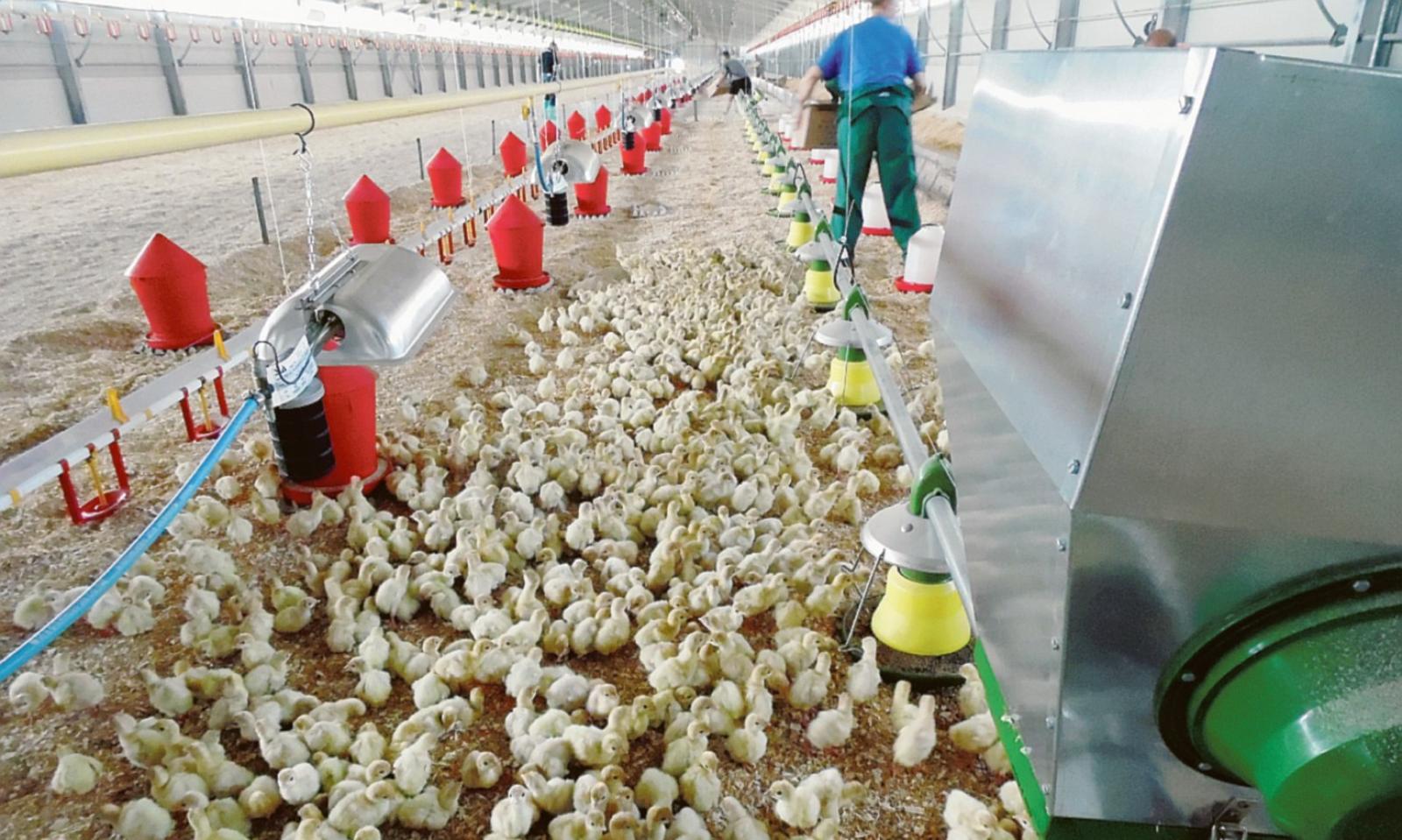 Si sale a quota 56mila tacchini