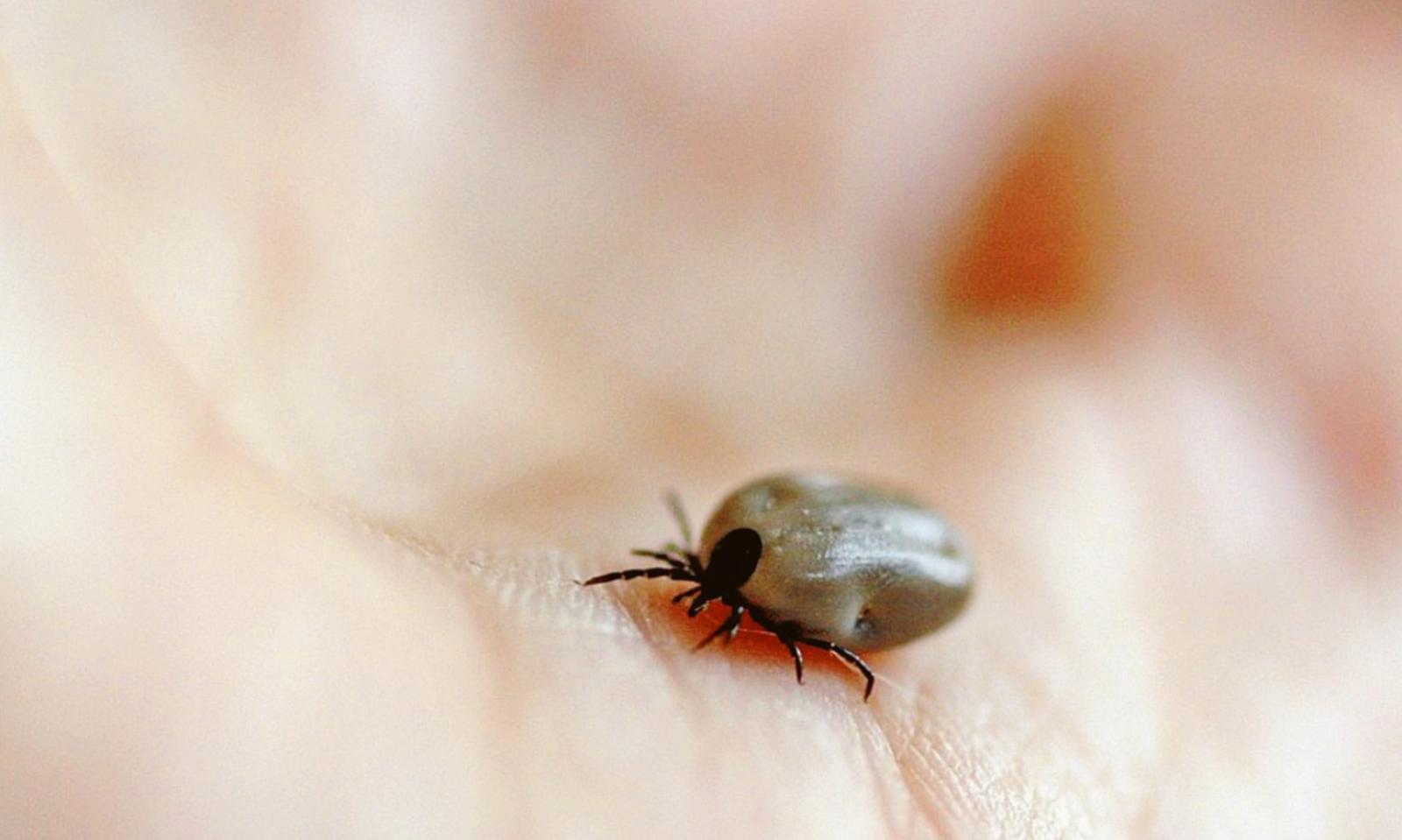 &ldquo;C&rsquo;&egrave; l&rsquo;argine invaso dalle zecche&rdquo;