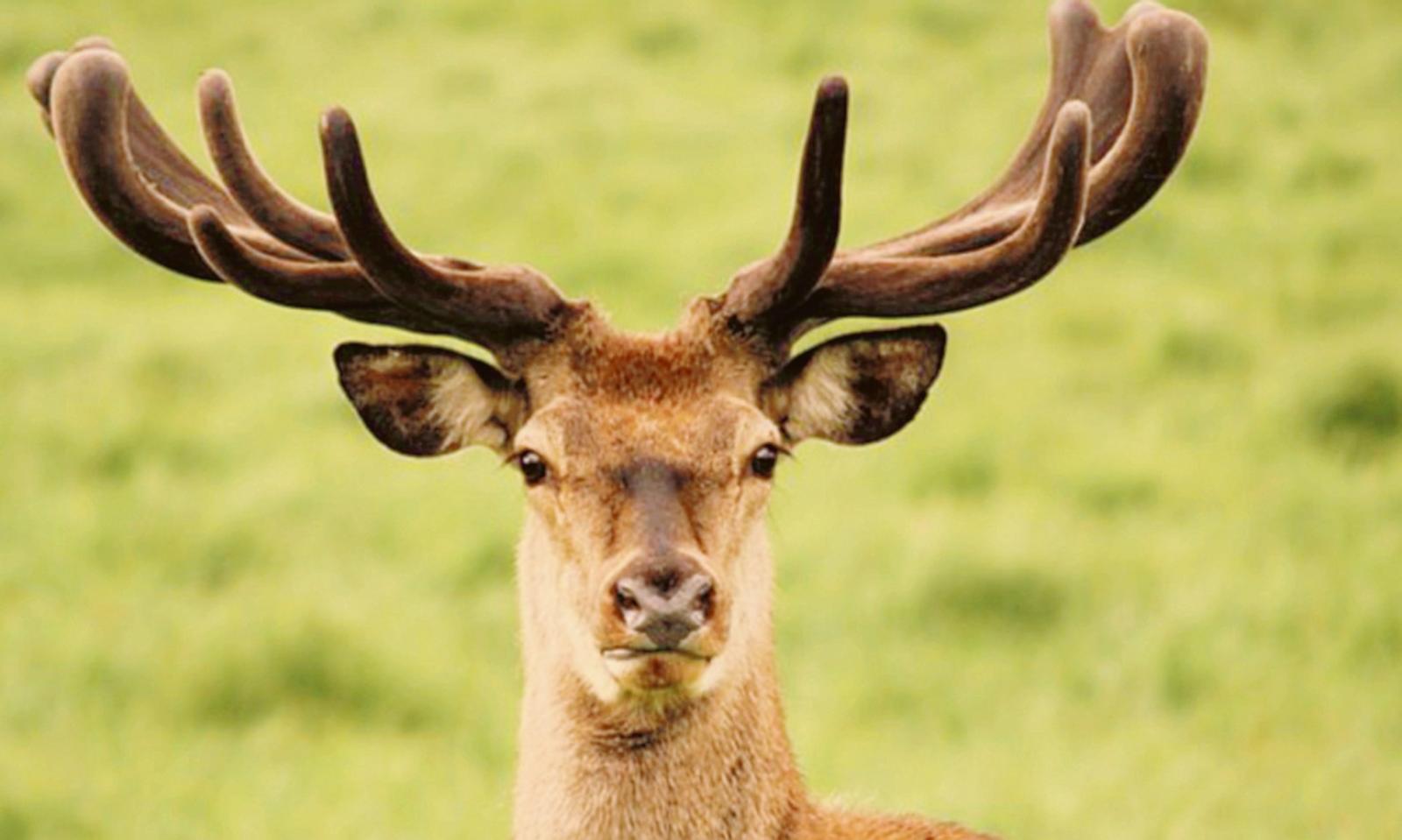 Avvistato un cervo in via Pirandello