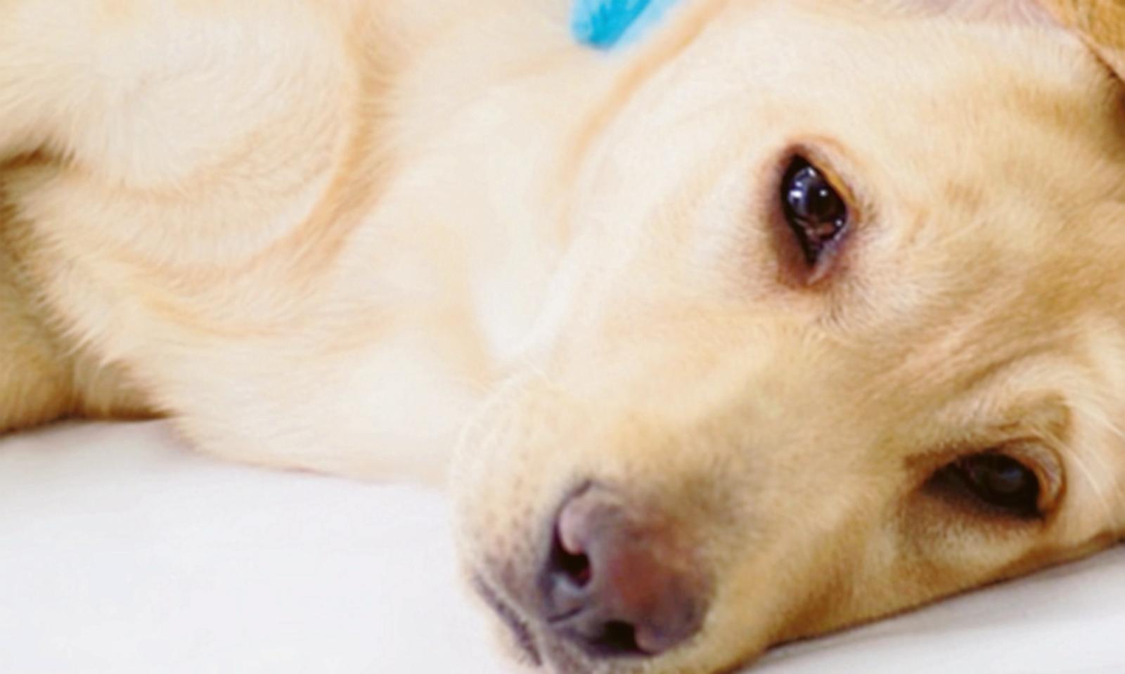 Cane avvelenato, per davvero!