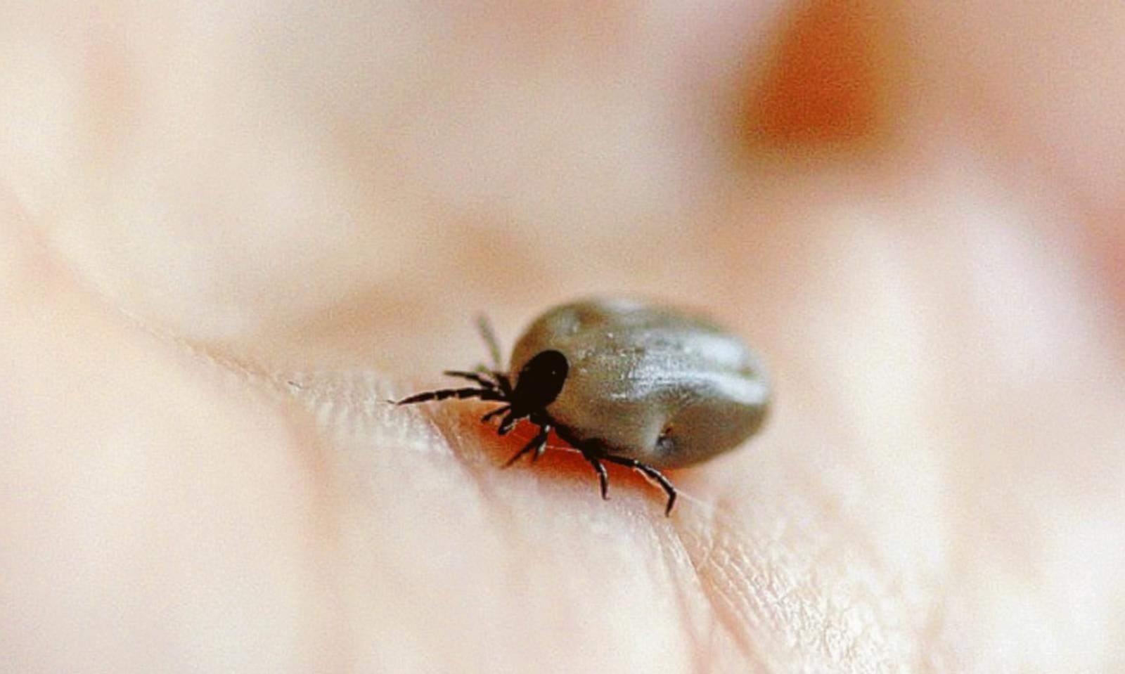 Passeggiata tra le zecche:  "Tagliateci subito l&rsquo;erba&rdquo;