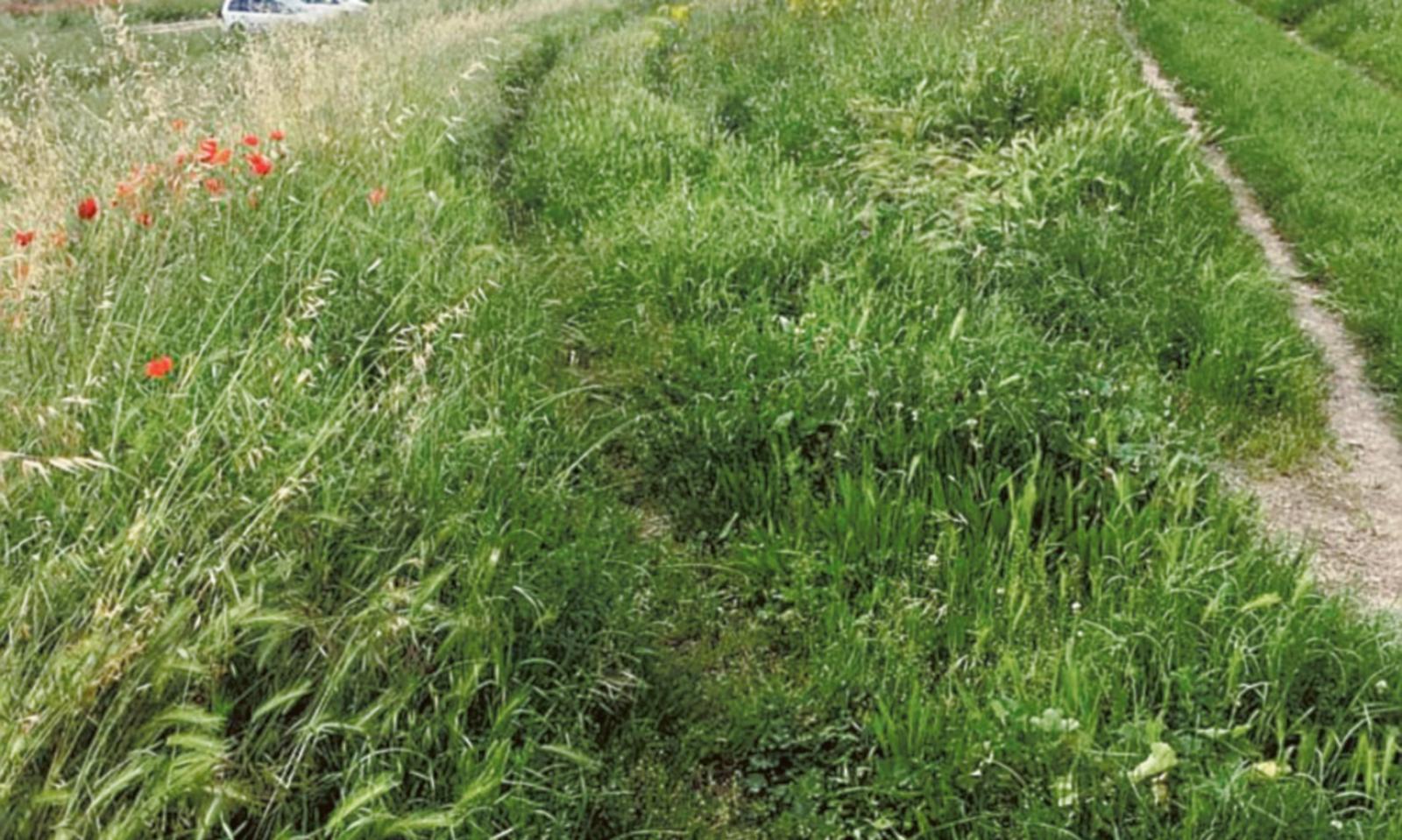 Erba alta in terra di nessuno