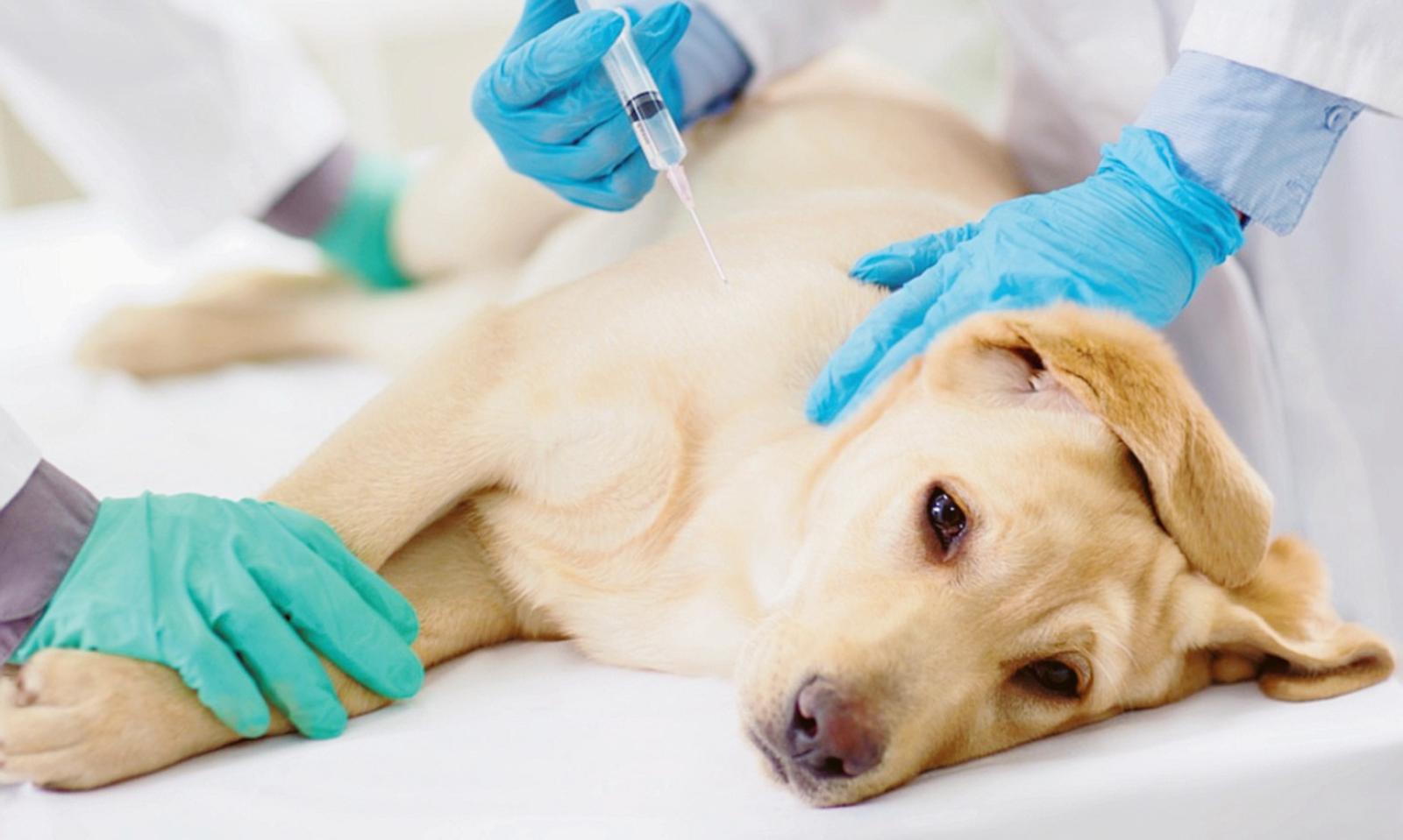 Bocconi al veleno: uccisi due cani