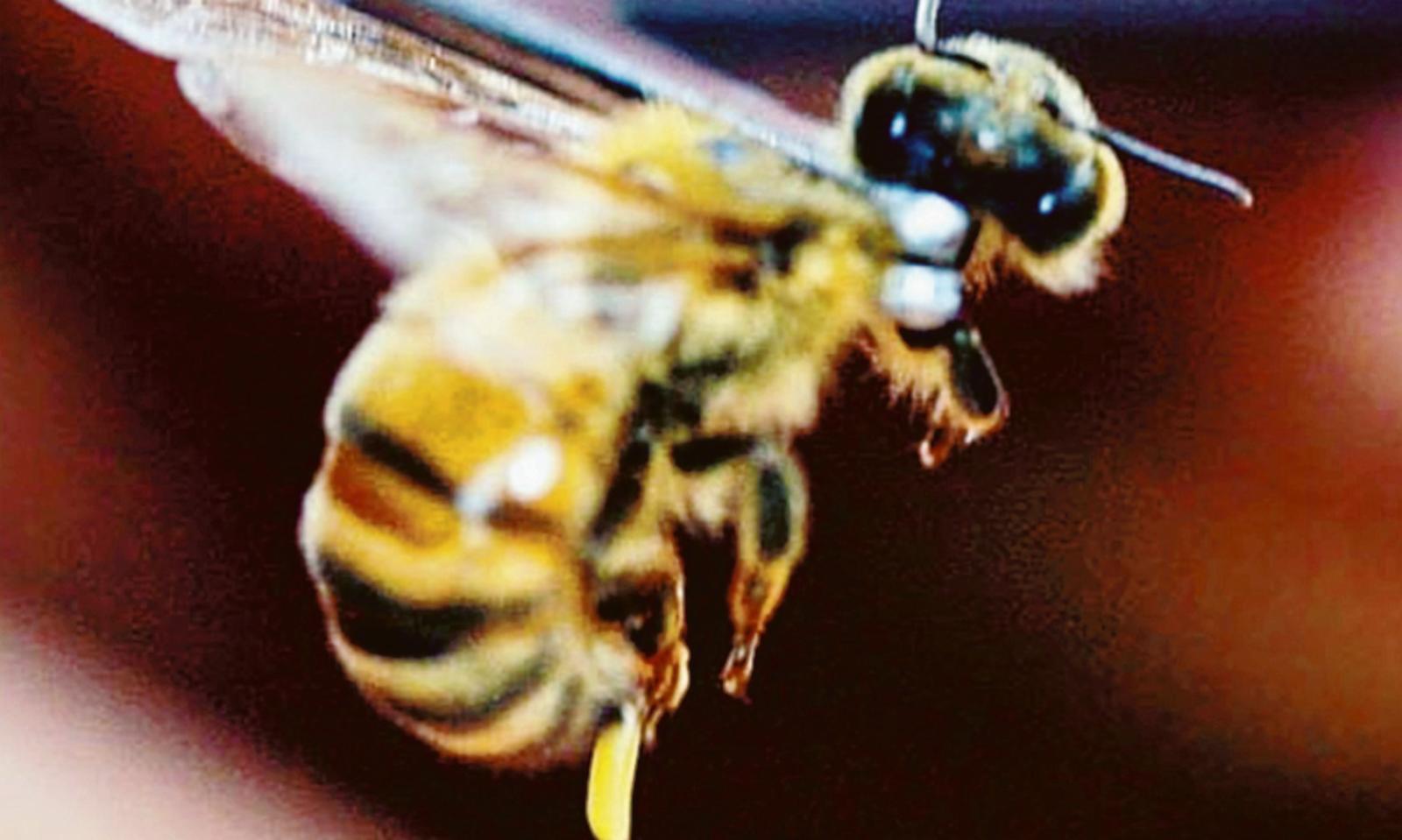 Il samurai che fa fuori le cimici