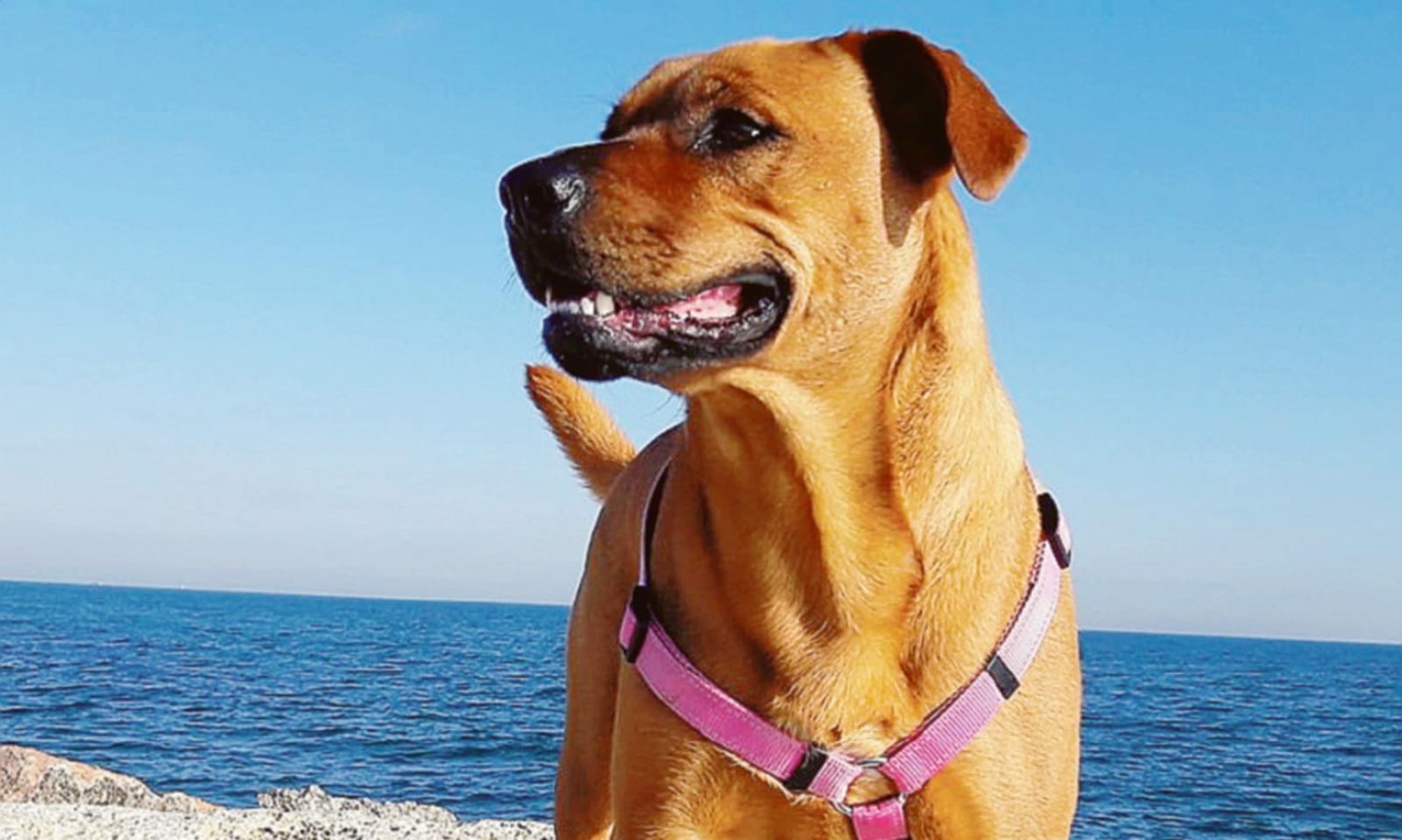 Una campagna polesana contro l'abbandono degli amici a 4 zampe