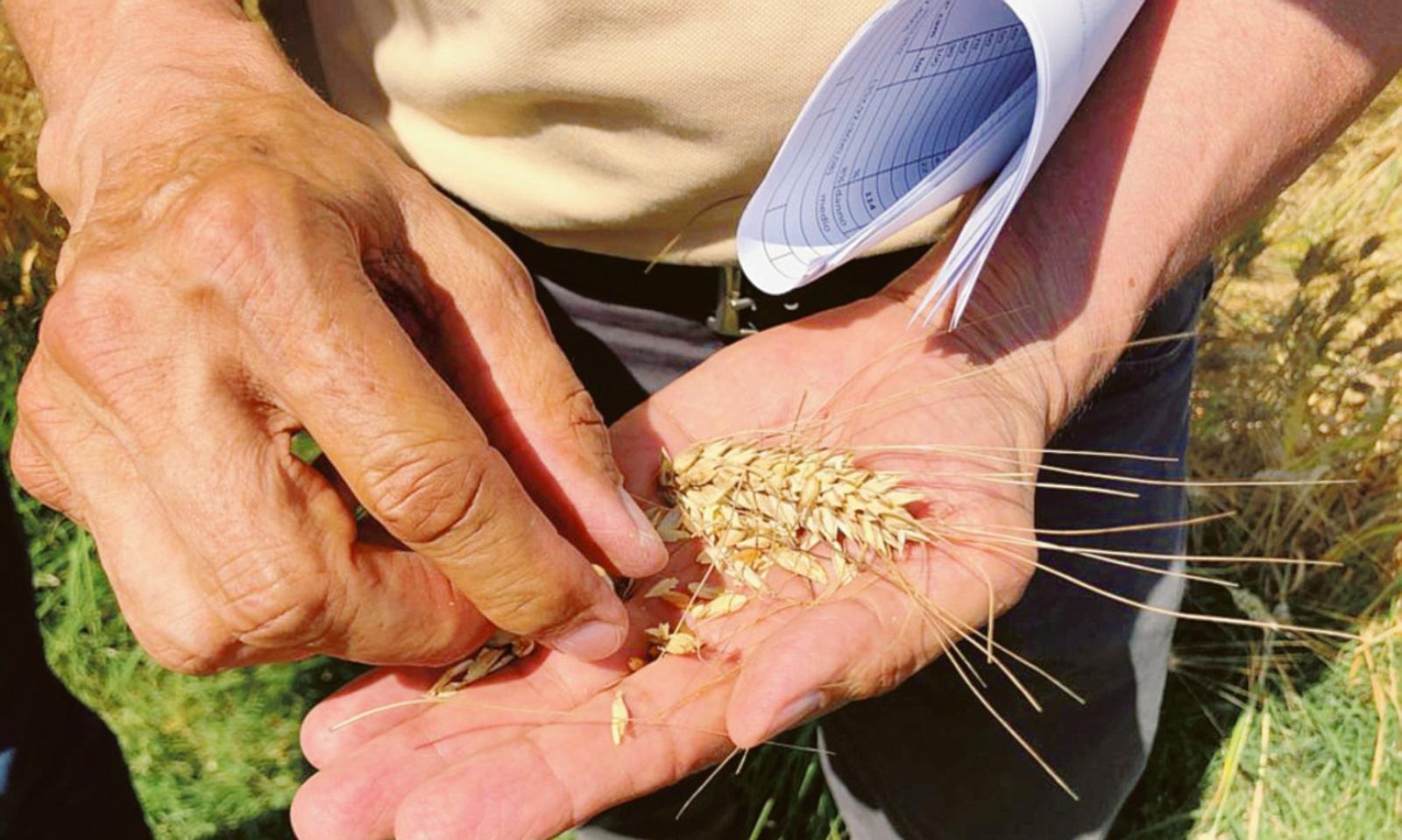 Fusariosi, 200 agricoltori colpiti