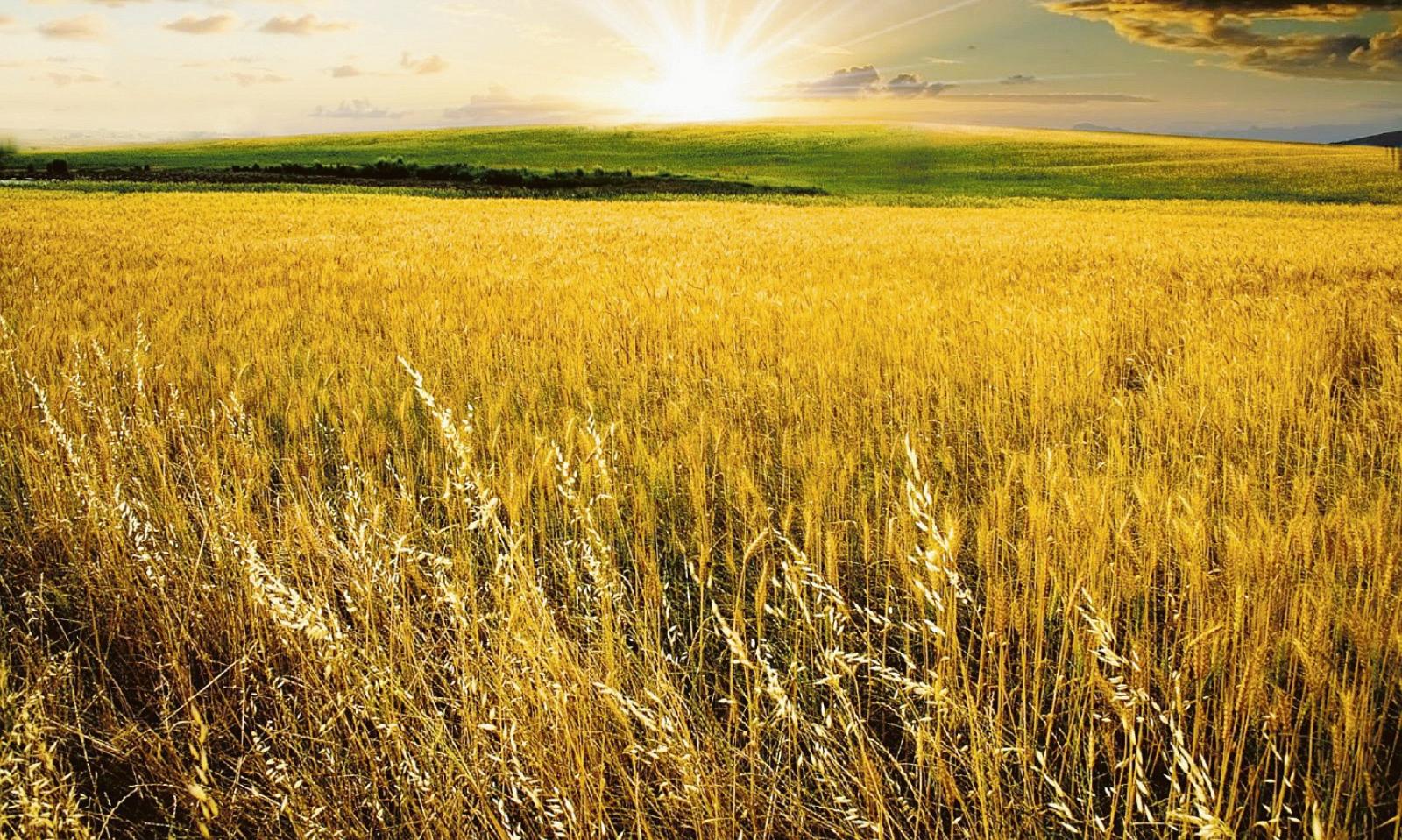 Polesine,  campi da Mulino Bianco