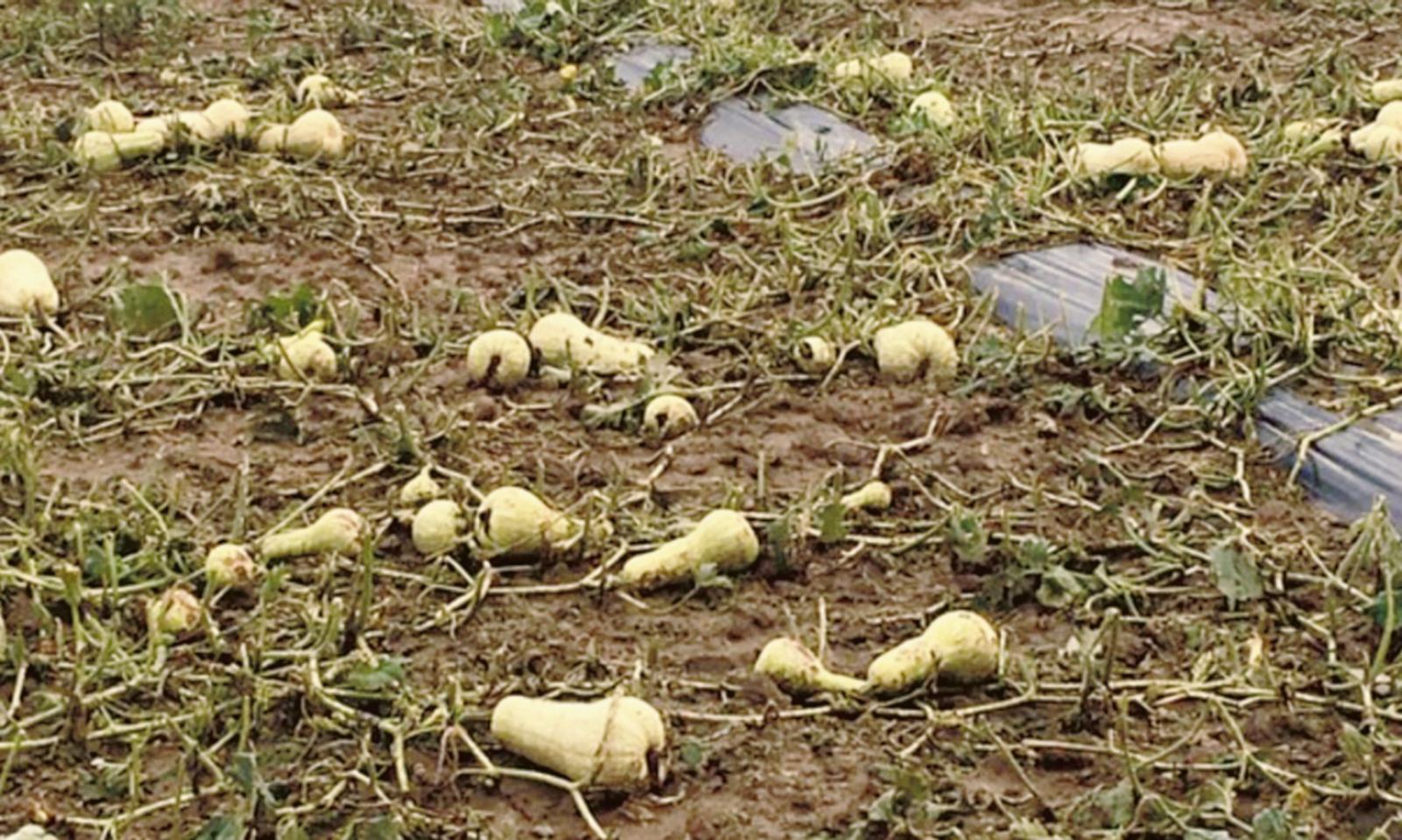 La grandine ha rovinato il raccolto