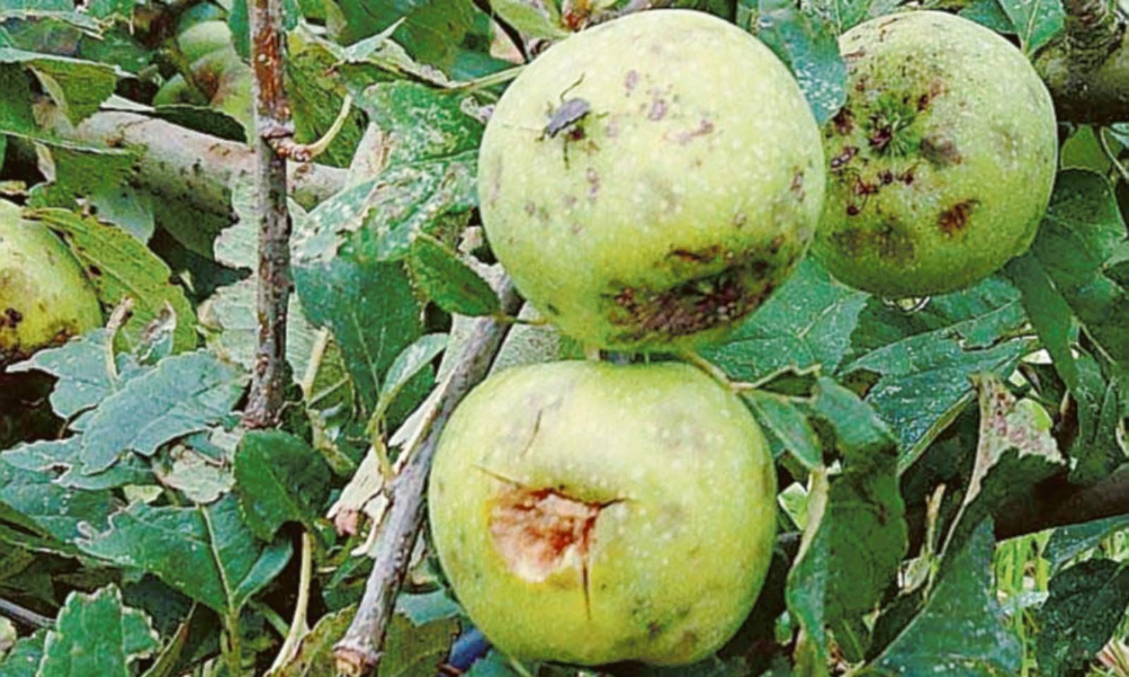 &ldquo;Cimice asiatica, stato di crisi&rdquo;