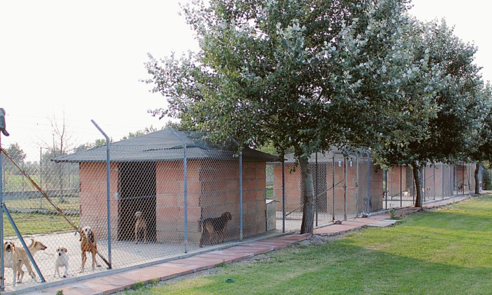 Cuccioli al caldo, i Nas al Cipa