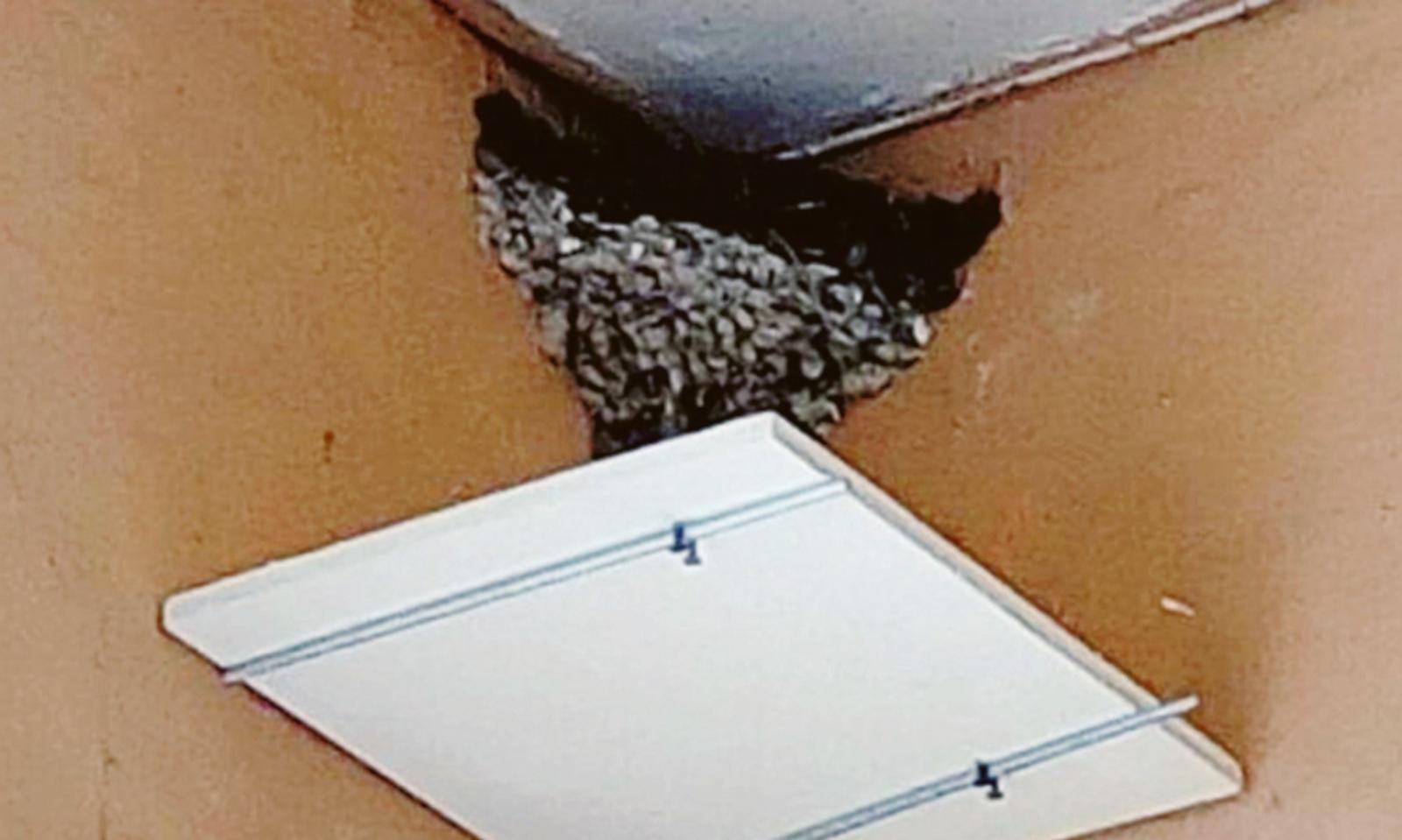 Guano nel piatto al ristorante e pure a pagamento