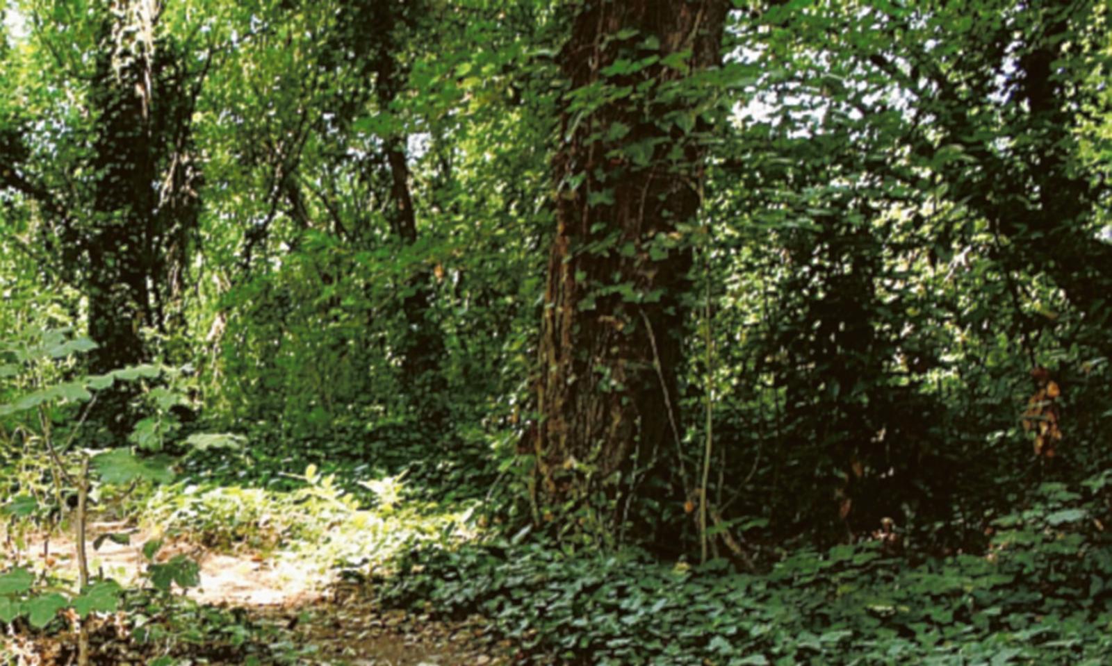 &ldquo;Salviamo il bosco&rdquo;