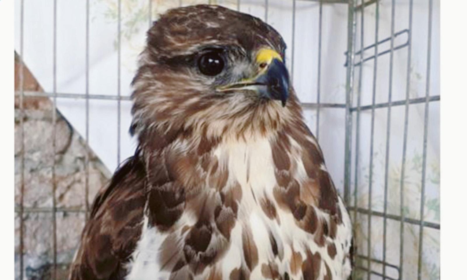 Sparviero, cinciallegra e gheppi