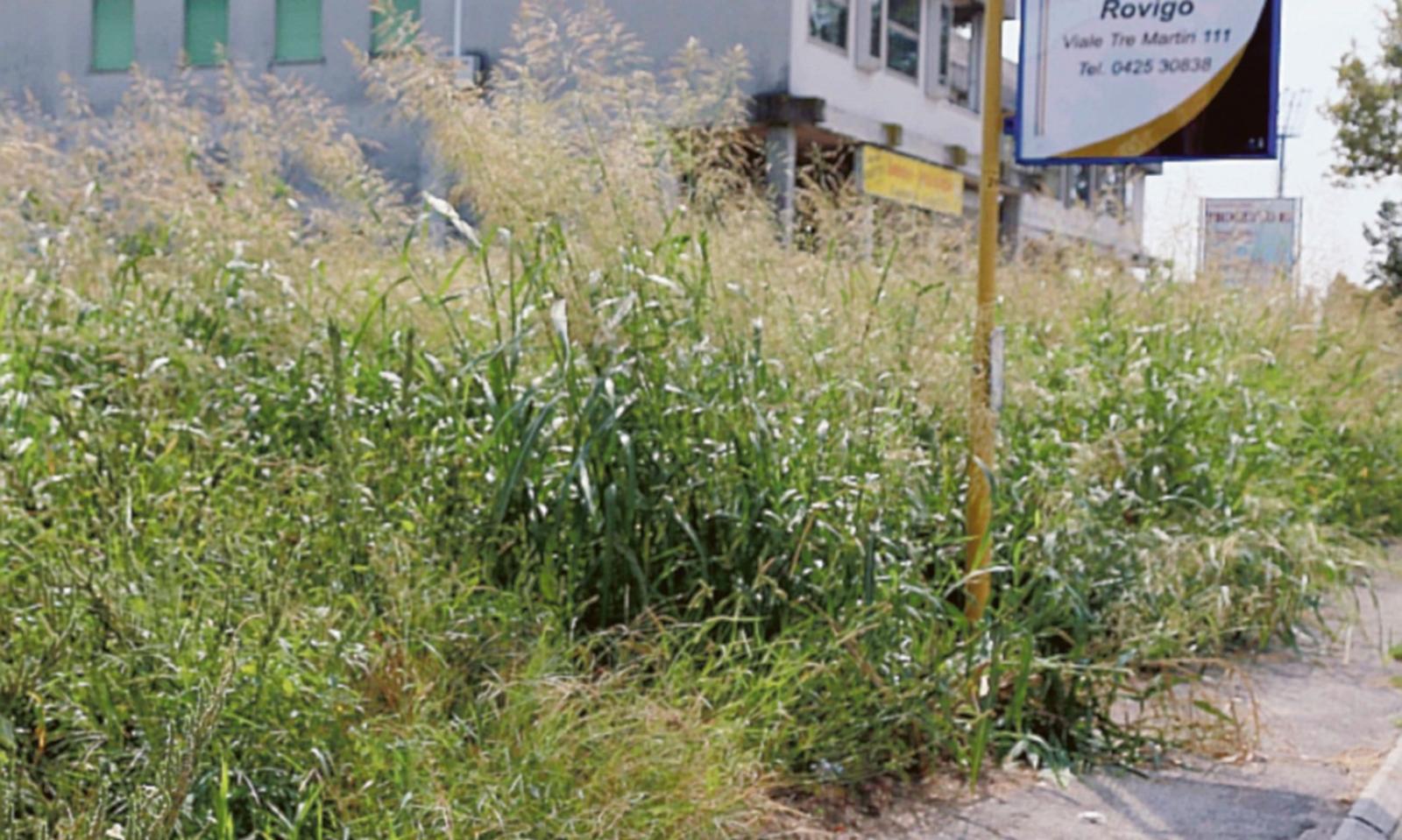 Quando l&rsquo;erba si mangia pure la fermata del bus