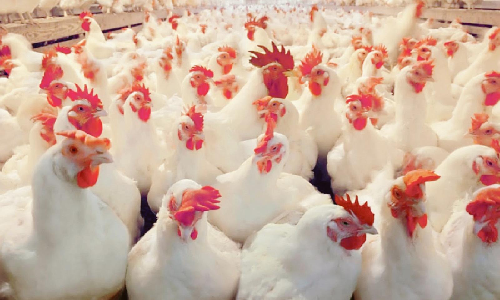 &ldquo;Stop a tutti i nuovi allevamenti&rdquo;