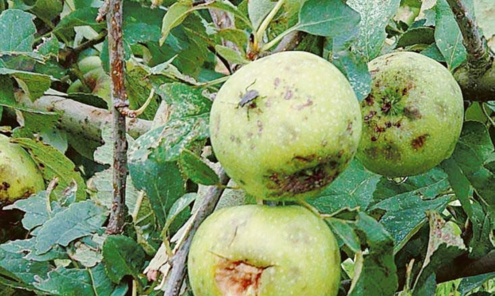 Flagello cimici, produttori esasperati