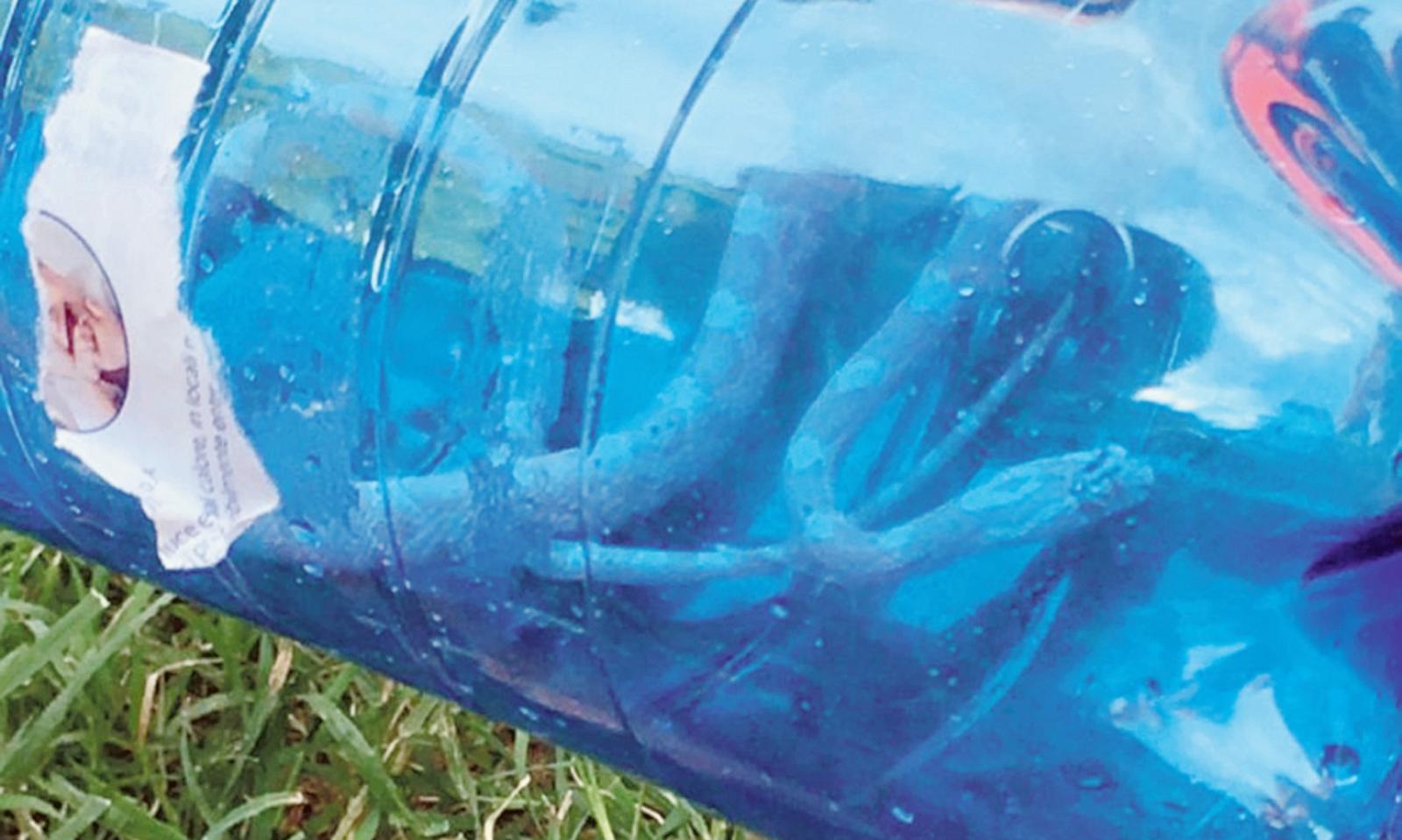 Serpente sbuca alla festa dei bimbi, ma &egrave; innocuo