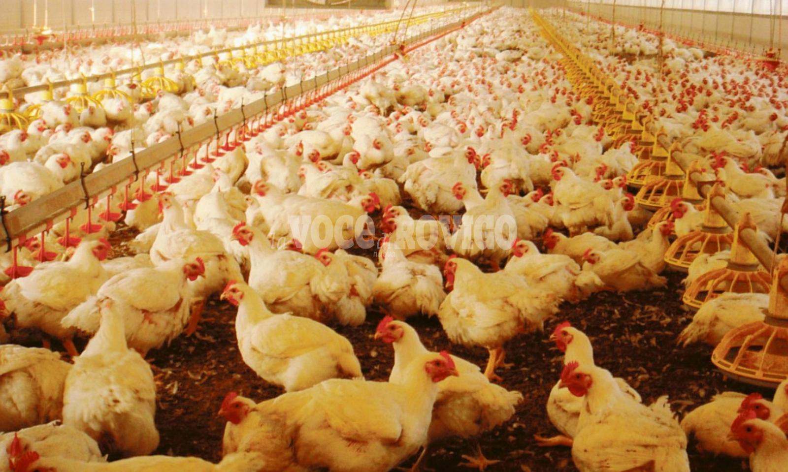 Affondato il progetto maxipollaio