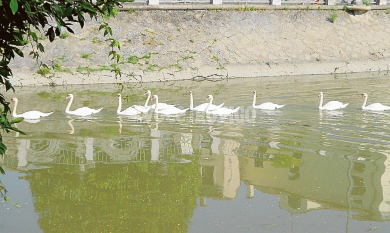 I cigni di Adria sono emigrati nel Delta