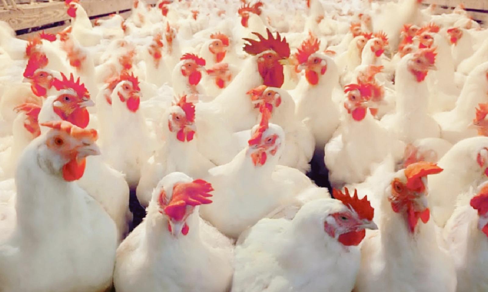 Polli avanti tutta per altri 10 anni