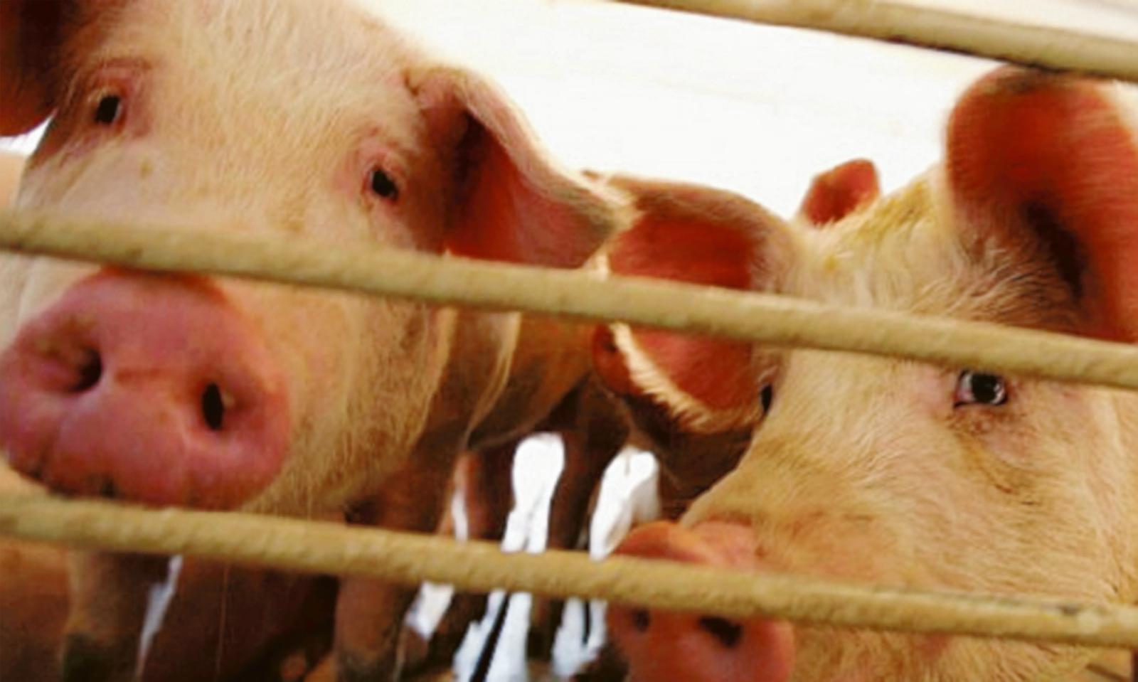 &ldquo;Troppa puzza&rdquo;, porcilaia diffidata