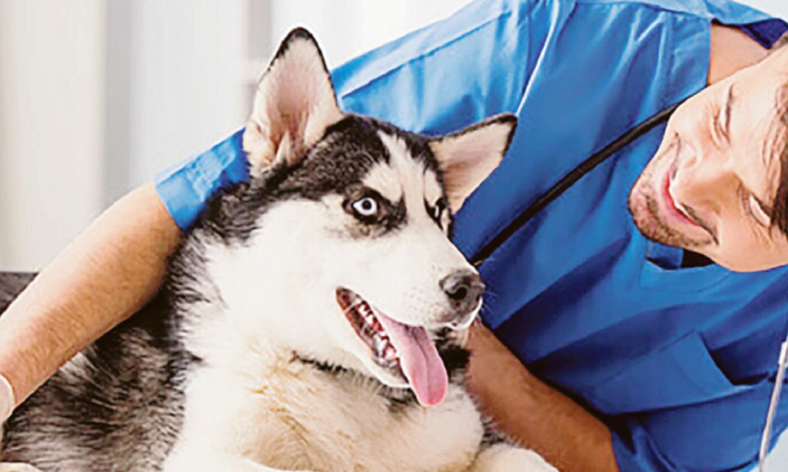 Patentino per cani morsicatori