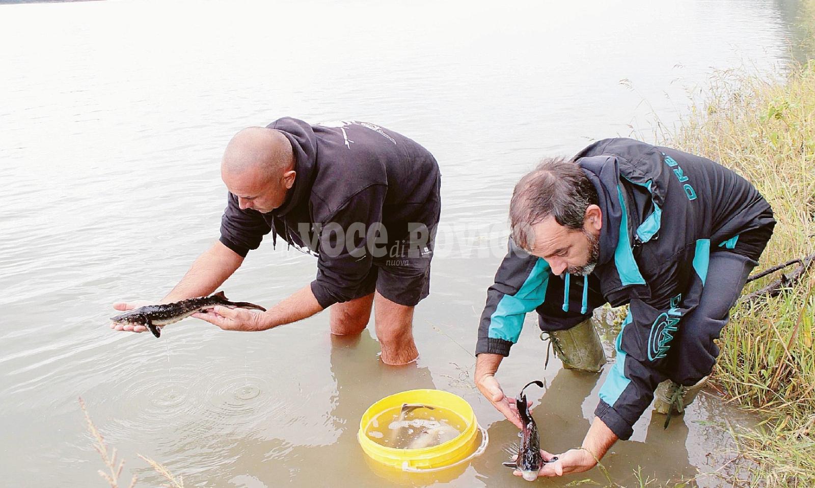 Lo storione torna a popolare il Po