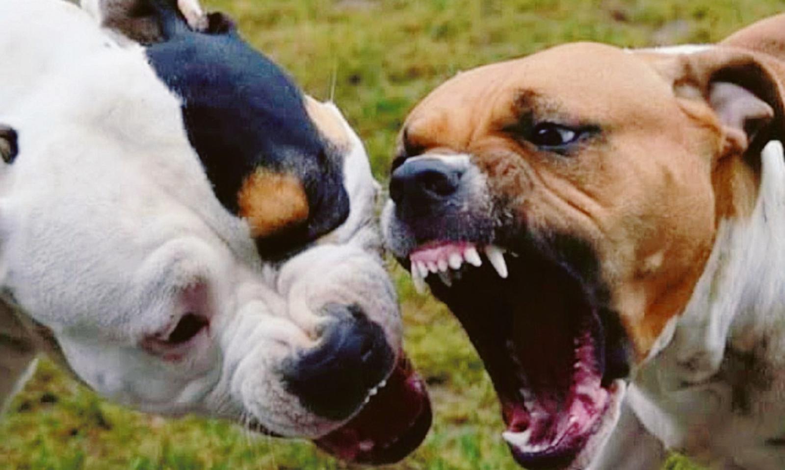 Cani liberi, scattano i controlli dei vigili nei parchi