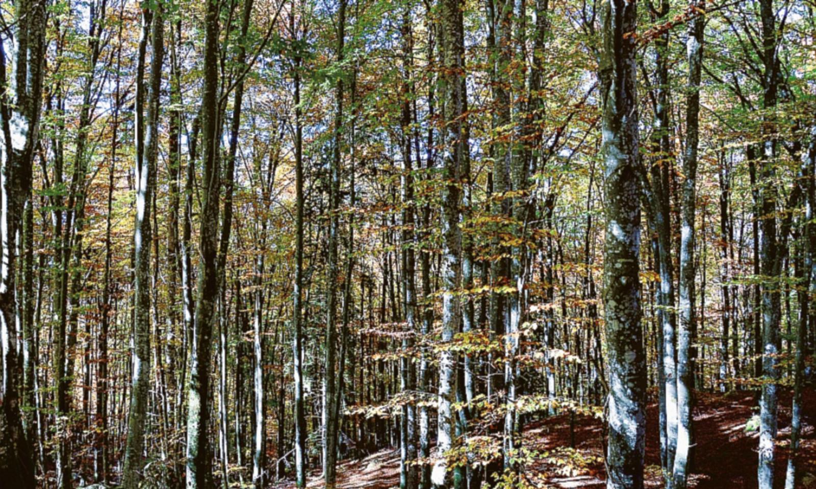 Il bosco rinasce a un anno da Vaia