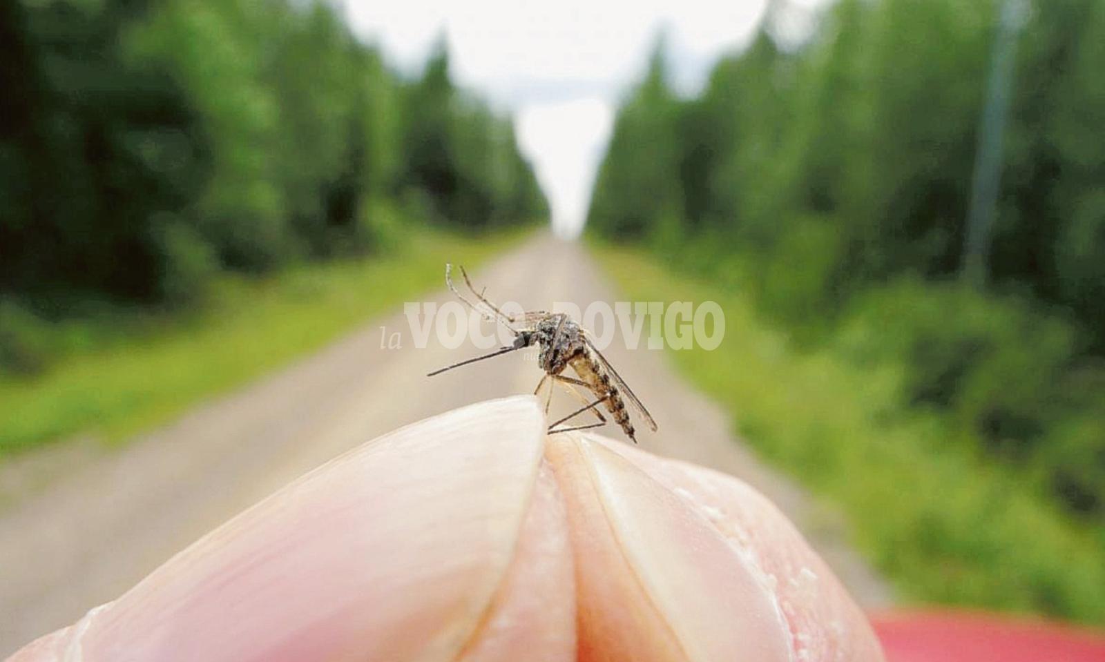 Guerra dichiarata a topi e zanzare