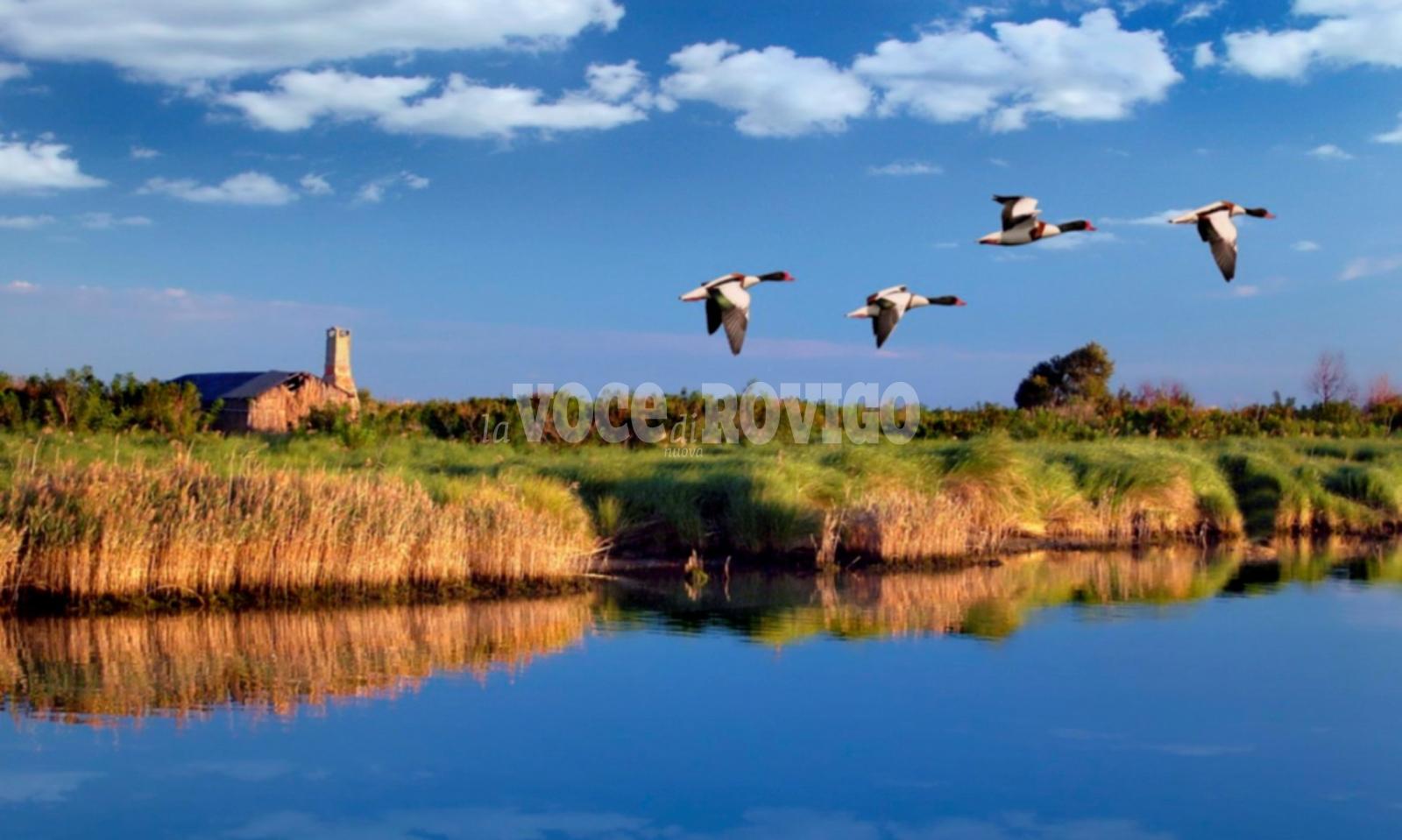 Delta del Po, materia di studio