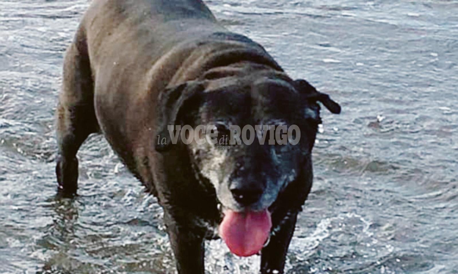 Addio al cane che salv&ograve; Giorgio