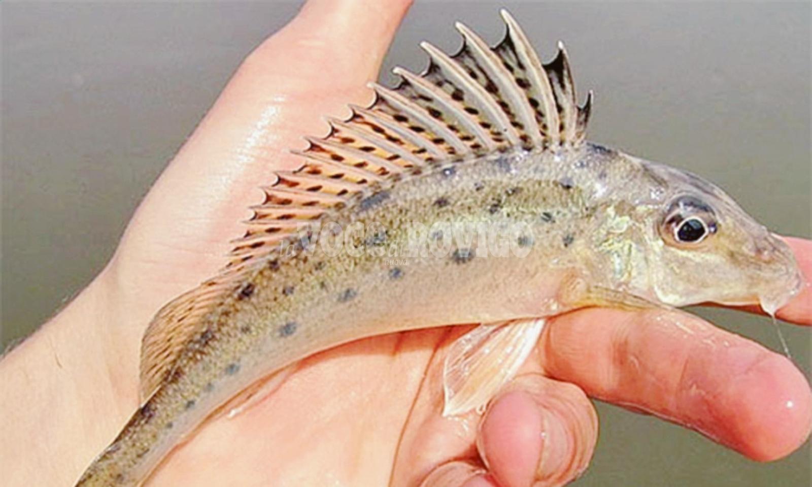 Acerina, dai mari del Nord al Delta