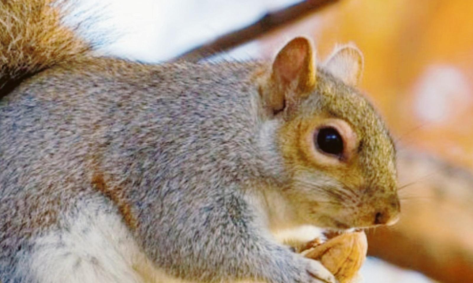 Un animaletto tutto da scoprire