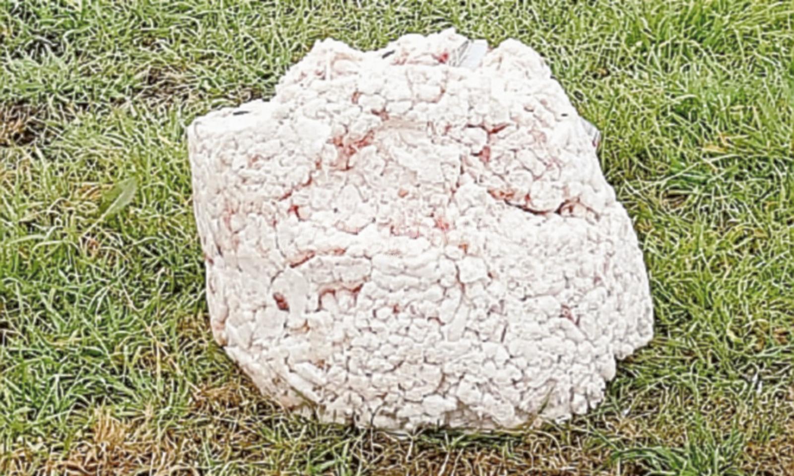 Il maiale si butta via lungo la strada