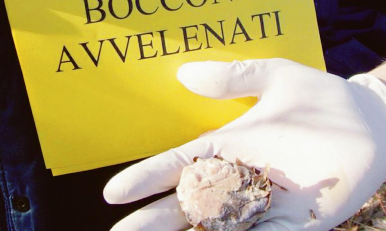 Esche avvelenate: morti 5 cani