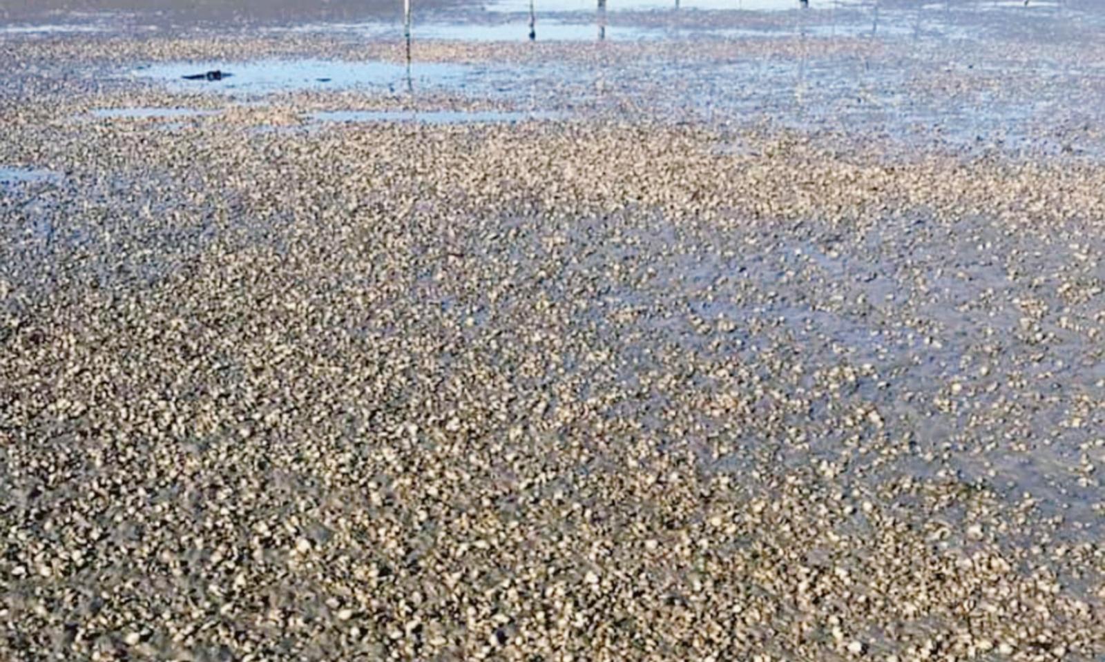 Tonnellate di vongole morte da smaltire