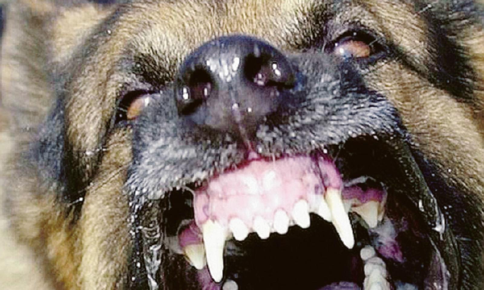 Aggrediti e morsi a sangue cane e padrona