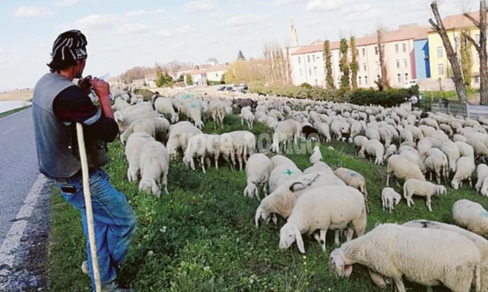 Le pecore tornano dal mare