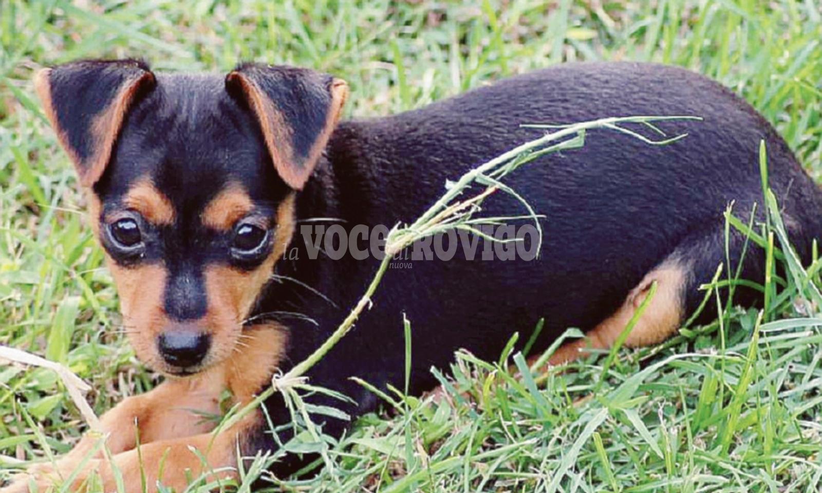 La cagnolina Lola uccisa dal veleno