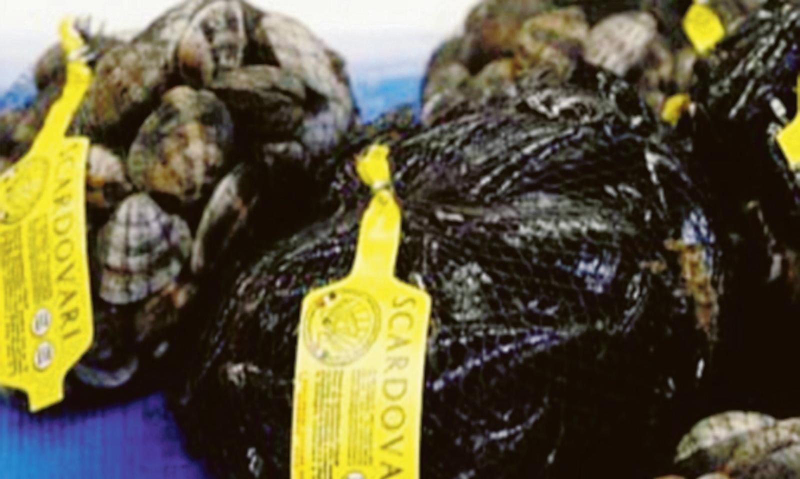 Cozze, si sta azzerando la produzione