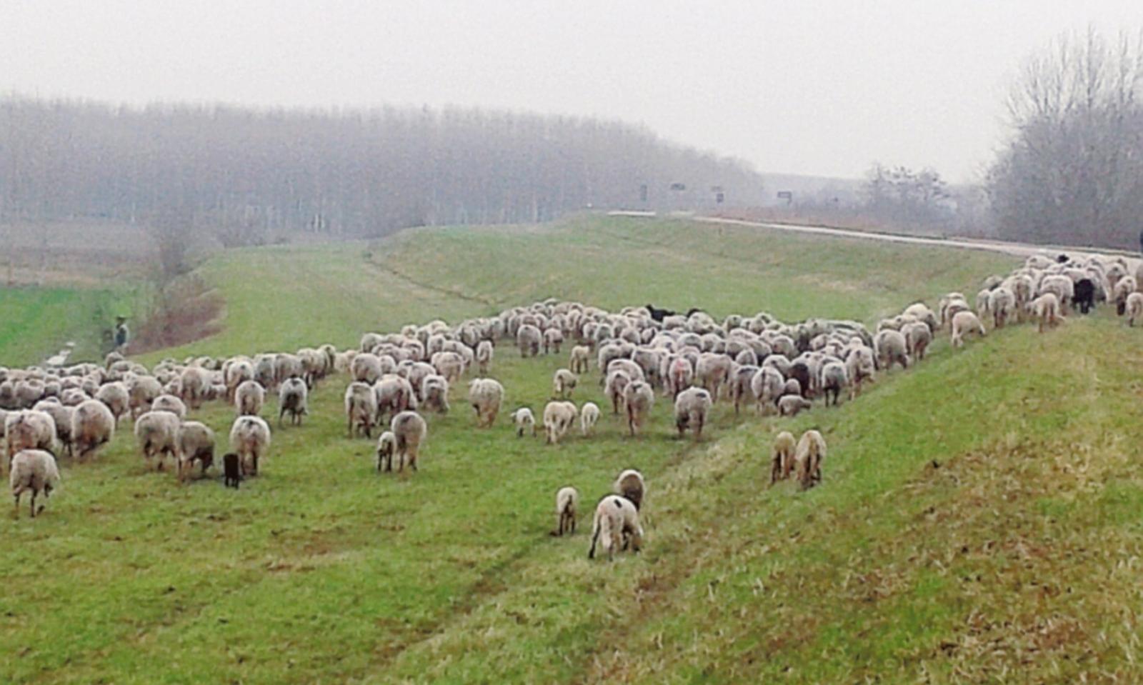 Lo spettacolo delle pecore libere sugli argini del Po