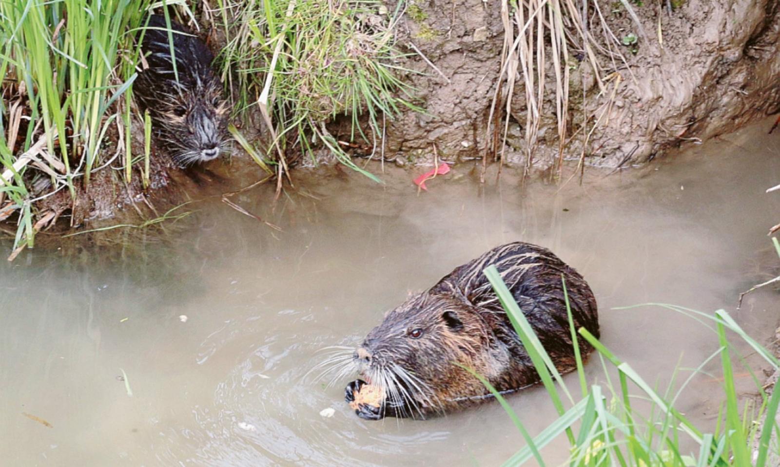 L'allarme dal mondo dell'agricoltura: &ldquo;Troppi danni, ora basta nutrie&rdquo;