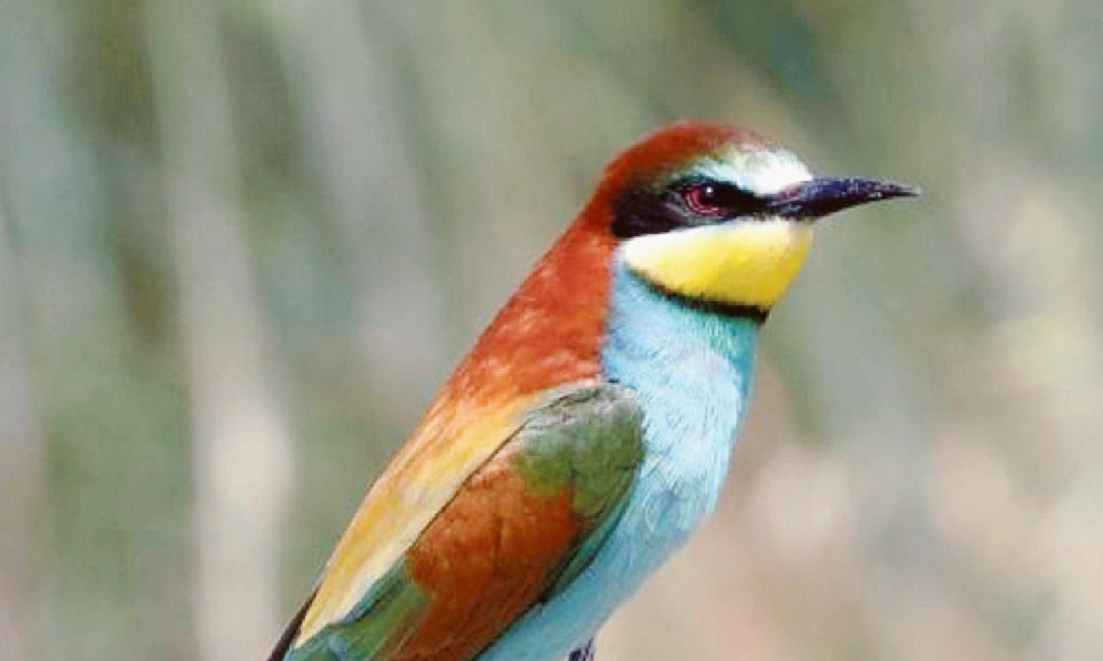 Bonello: la magia dei gruccioni che trovano casa a Bonello