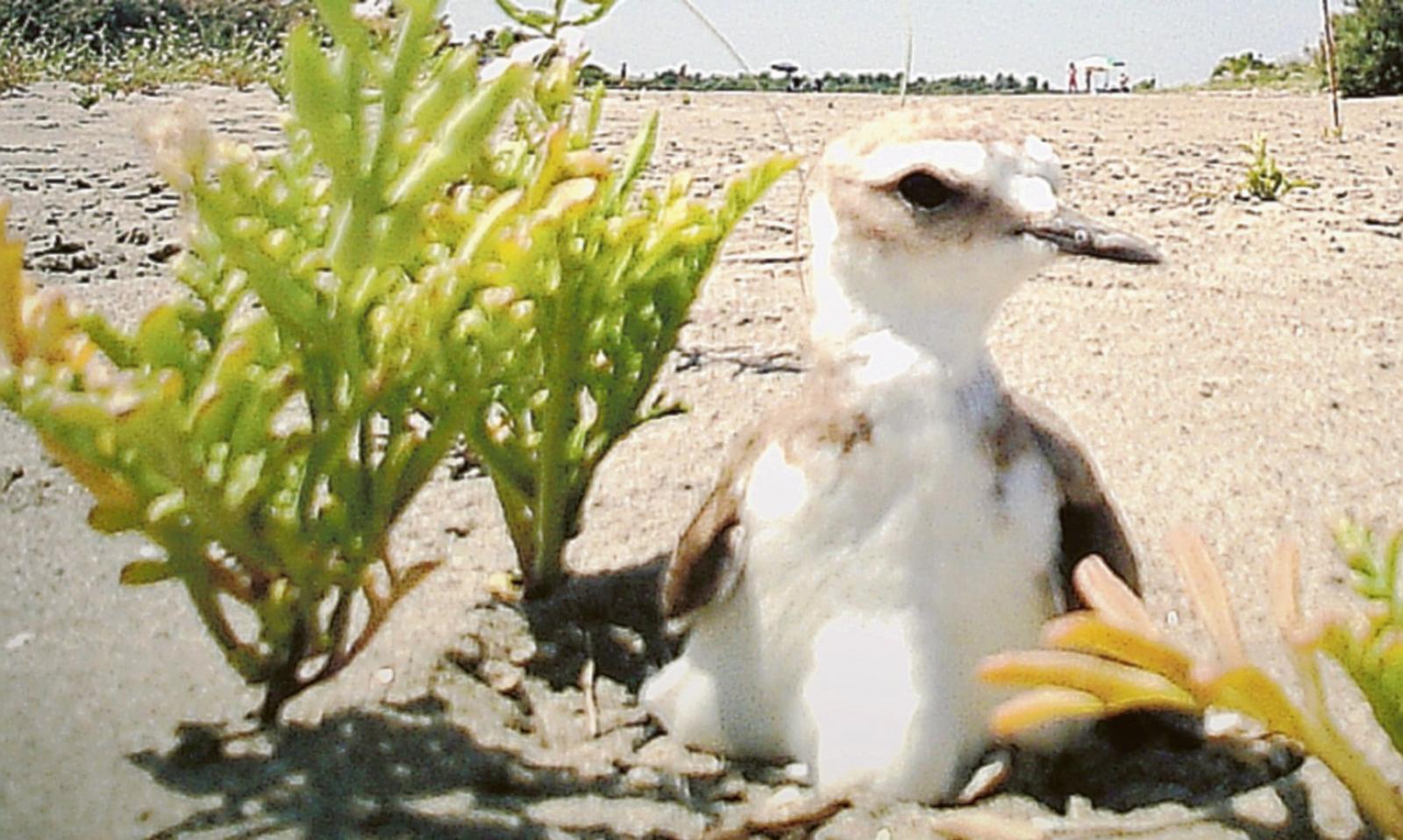 Ecco il gradito ritorno dall&rsquo;Africa sulle nostre spiagge