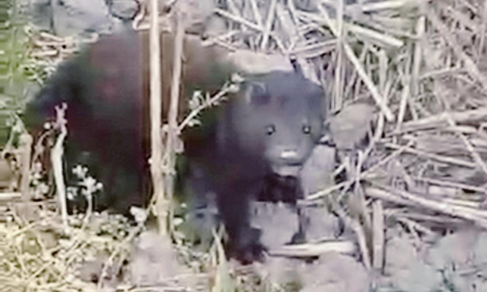 Visoni e coronavirus: un nuovo allarme a Villadose